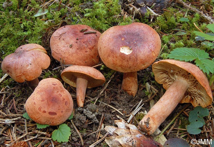 Lactarius britannicus = Lactarius subsericatus