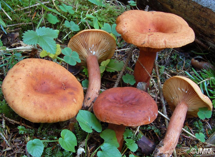 Lactarius britannicus = Lactarius subsericatus