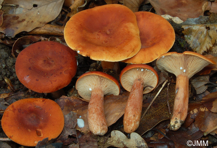 Lactarius britannicus f. pseudofulvissimus