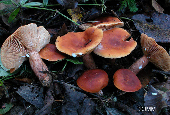 Lactarius britannicus f. pseudofulvissimus