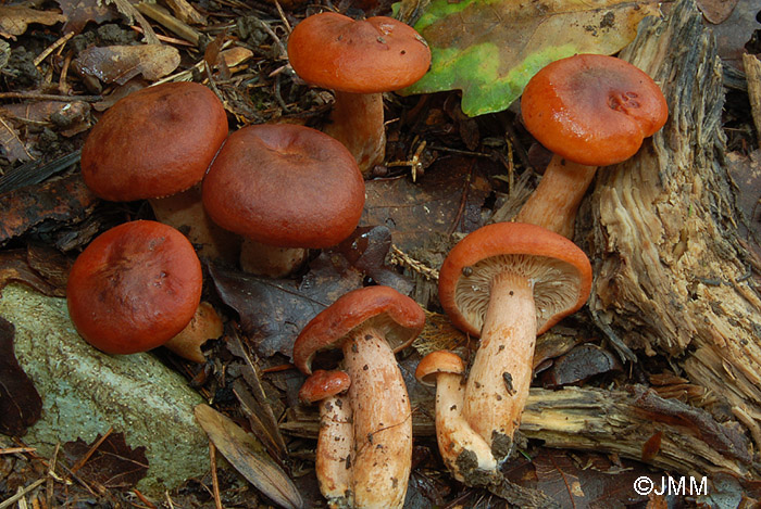 Lactarius brittanicus f. pseudofulvissimus