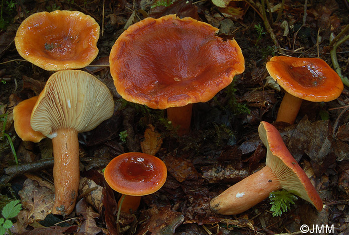 Lactarius brittanicus f. pseudofulvissimus