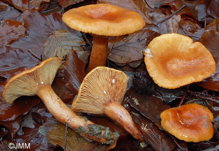 Lactarius britannicus f. pseudofulvissimus