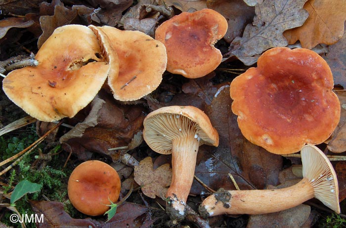 Lactarius britannicus f. pseudofulvissimus