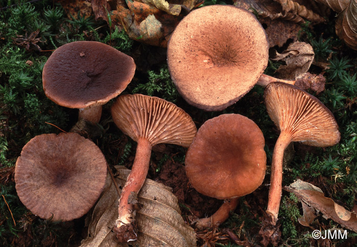 Lactarius subumbonatus