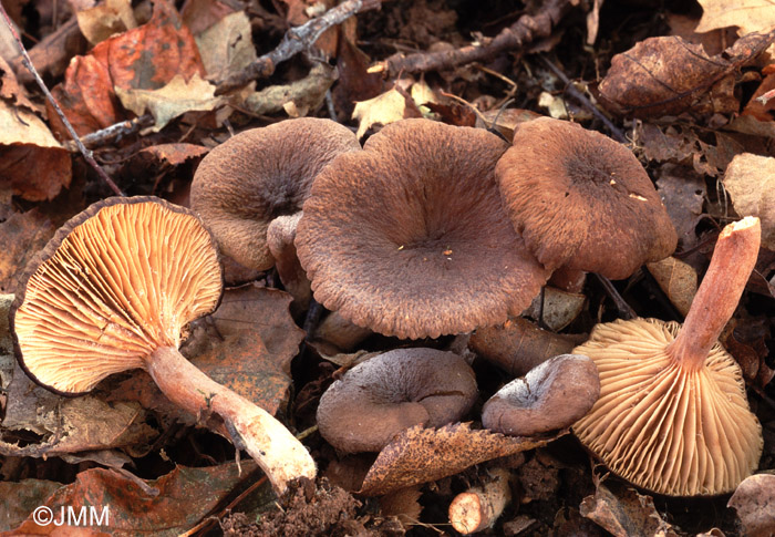 Lactarius subumbonatus