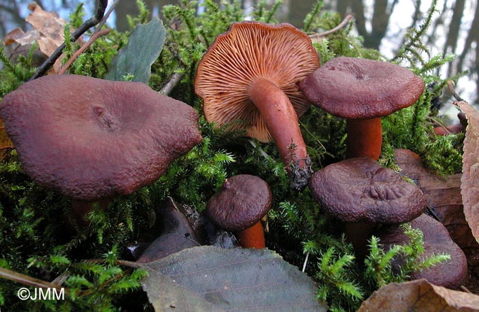 Lactarius subumbonatus