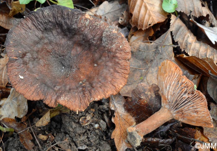 Lactarius subumbonatus