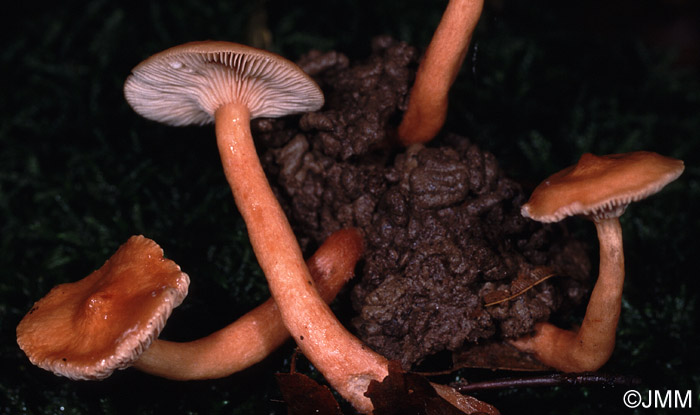 Lactarius tabidus