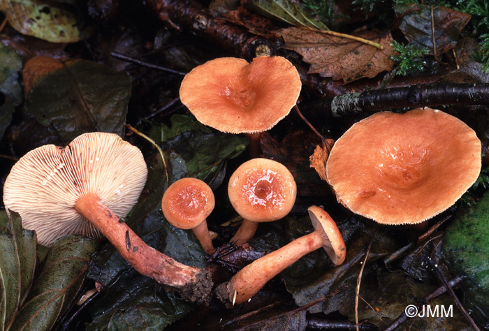 Lactarius tabidus