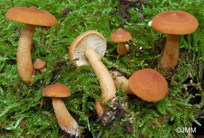 Lactarius tabidus