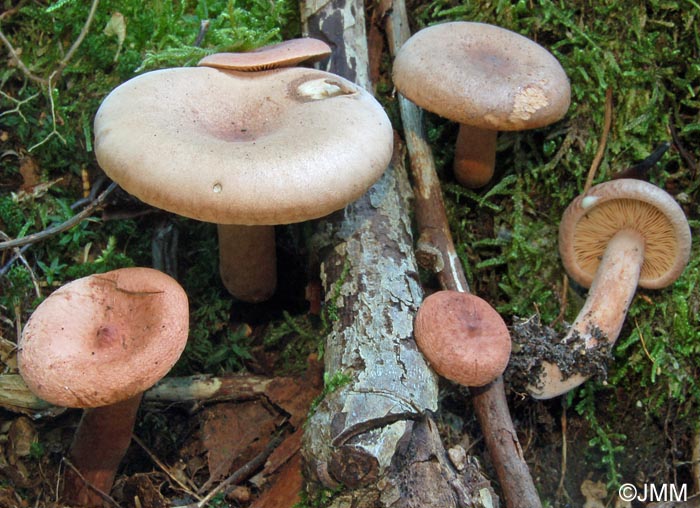 Lactarius tabidus