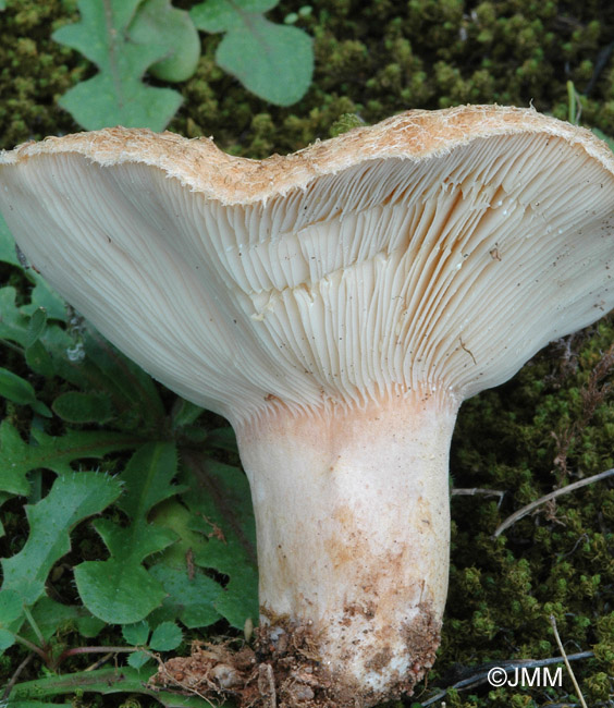 Lactarius tesquorum