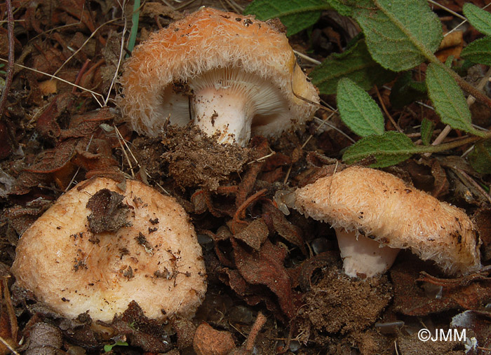 Lactarius tesquorum