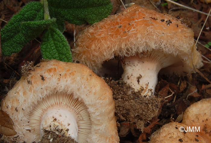 Lactarius tesquorum