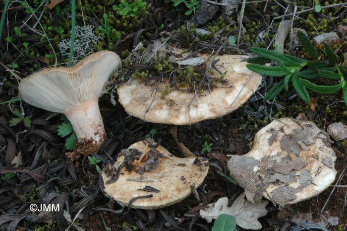 Lactarius tesquorum