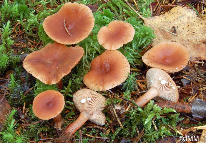 Lactarius theiogalus