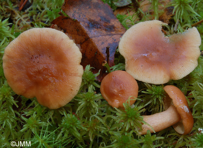 Lactarius theiogalus