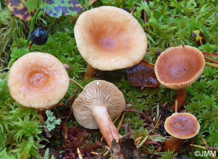 Lactarius theiogalus