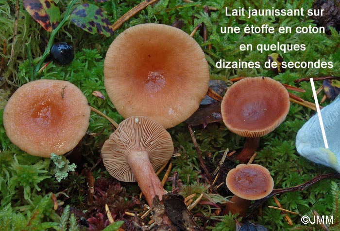 Lactarius theiogalus : lait jaunissant