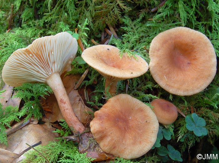 Lactarius theiogalus