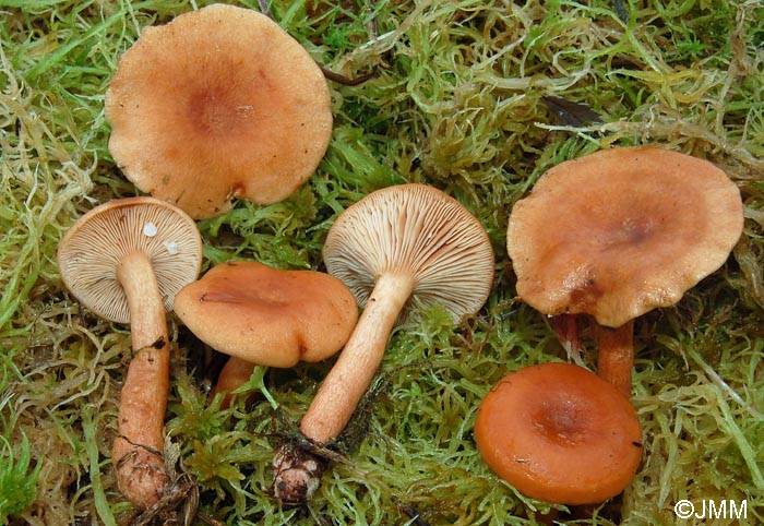 Lactarius theiogalus