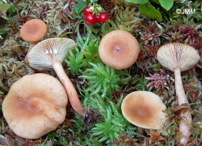 Lactarius theiogalus