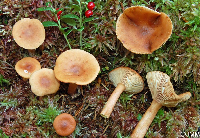 Lactarius theiogalus