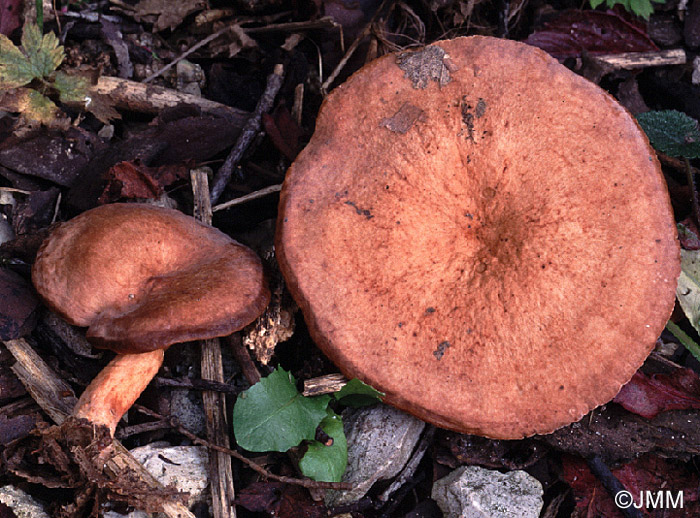 Lactarius tithymalinus