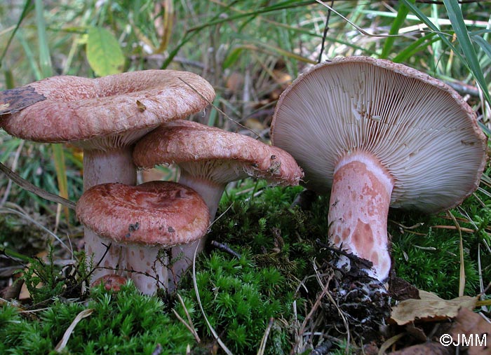 Lactarius torminosus