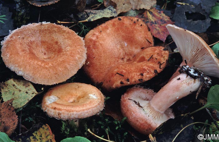 Lactarius torminosus