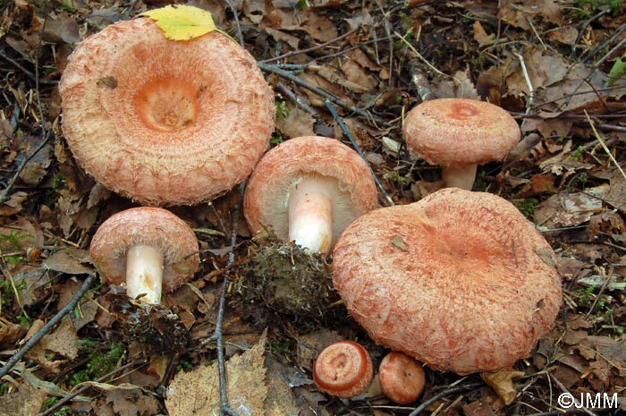 Lactarius torminosus