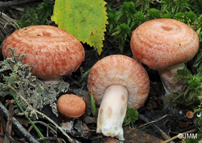 Lactarius torminosus