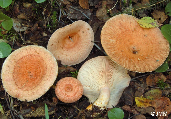 Lactarius torminosus