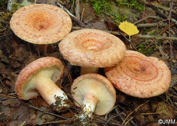 Lactarius torminosus