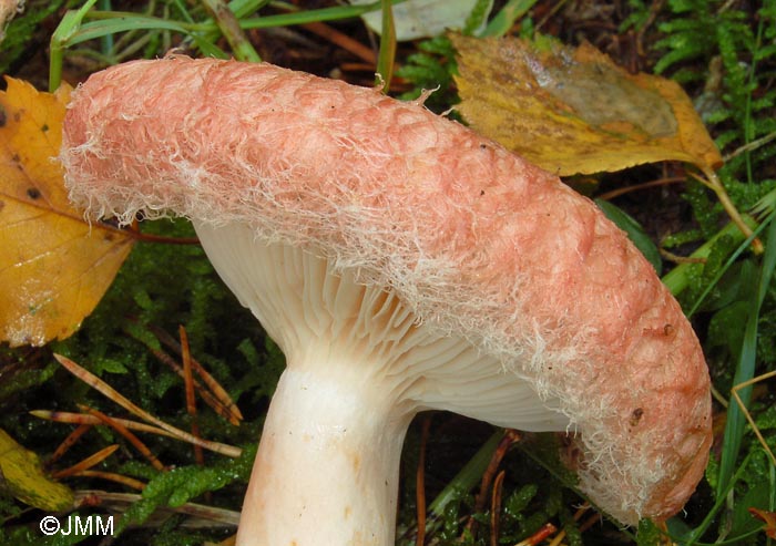 Lactarius torminosus