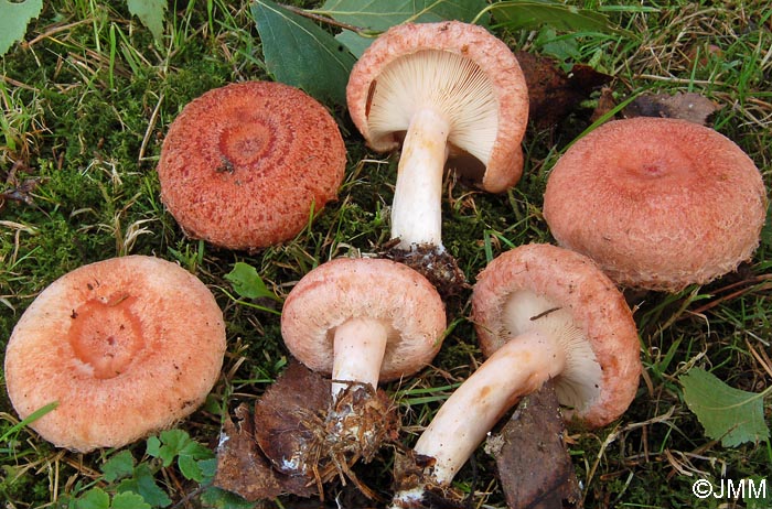 Lactarius torminosus