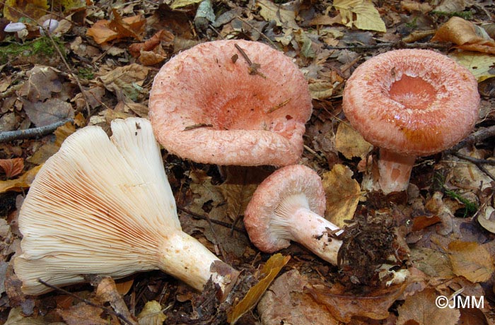 Lactarius torminosus