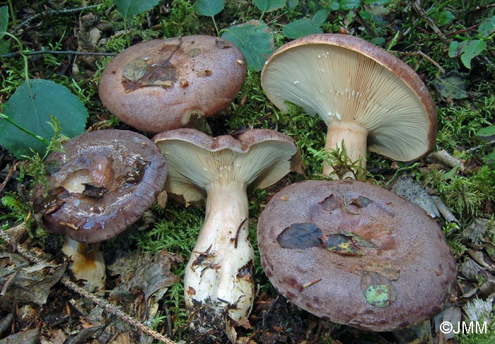 Lactarius trivialis