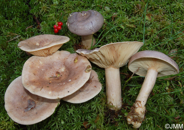 Lactarius trivialis