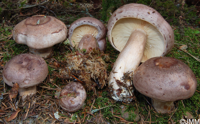 Lactarius trivialis