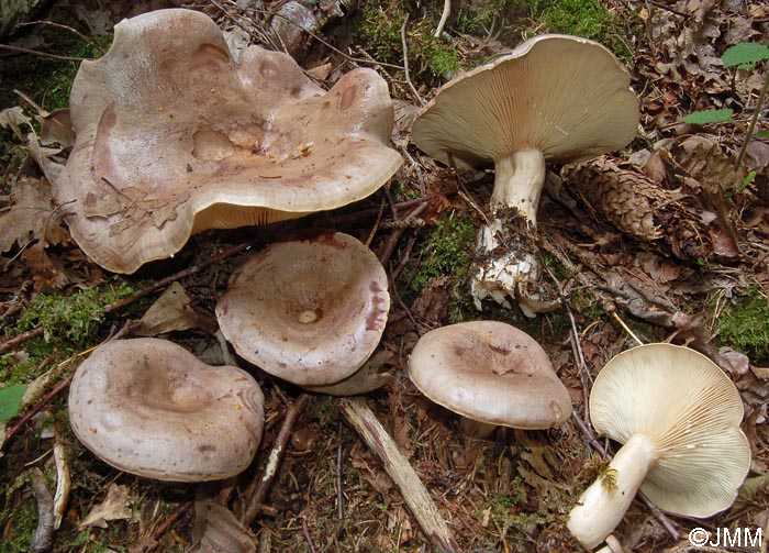 Lactarius trivialis