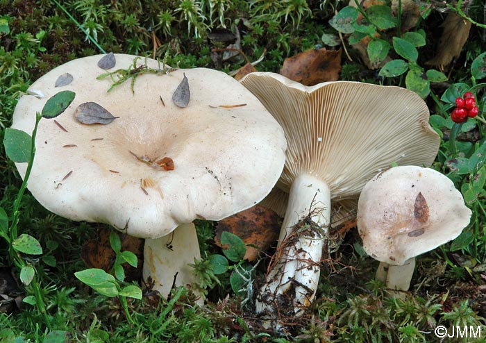 Lactarius trivialis : exemplaires gs dcolors