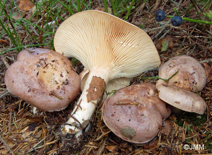 Lactarius trivialis