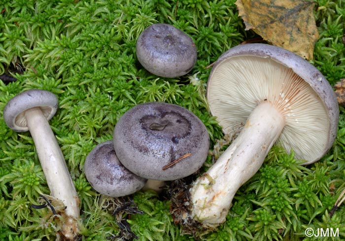 Lactarius trivialis