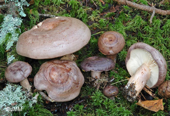 Lactarius trivialis