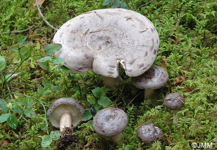 Lactarius trivialis