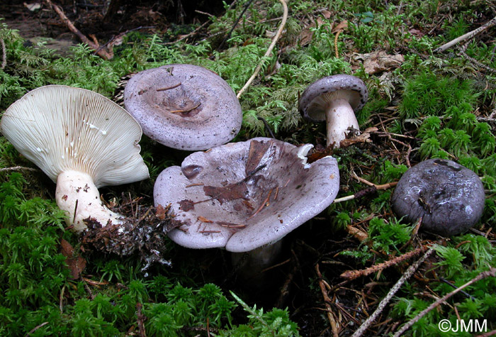 Lactarius trivialis