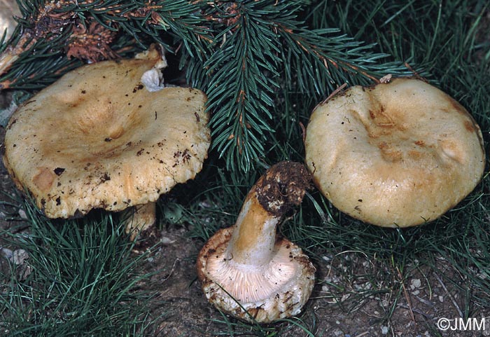 Lactarius tuomikoskii