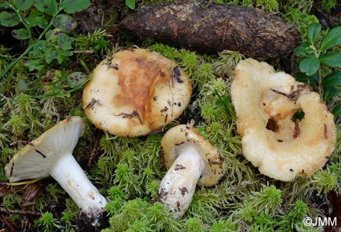 Lactarius tuomikoskii